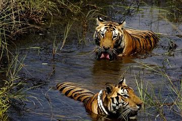 7-Day Wildlife Safaris in Central India from Jabalpur to Khajuraho
