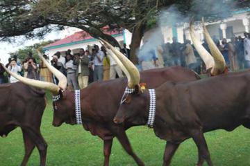 7 Days Odyssey at the Heart of Rwanda Wildlife