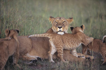 7-Night Kenya Basic Camping Safari from Nairobi: Masai Mara and Loita Hills
