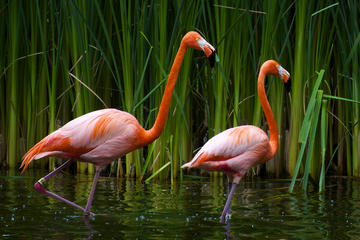 8-Days Luxury Safari in Arusha National Parks