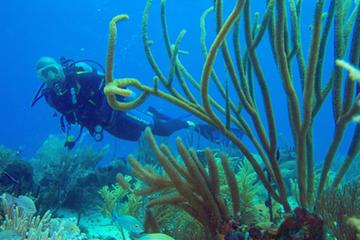 8-Dive Scuba Adventure in Bayahibe