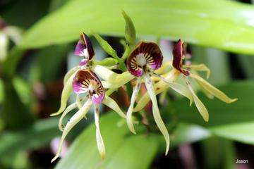 9-Day Tour Including Tikal Islander and Ambergris Caye 9-Day Tour Including Tikal Islander and Ambergris Caye