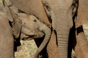 Addo Elephant National Park Day Tour from Port Elizabeth