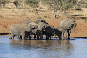 Addo Elephant National Park Day Trip from Port Elizabeth