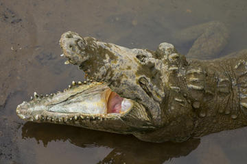 Adventure Transfer from San Jose to Manuel Antonio: Crocodile Tour on the Tarcoles River