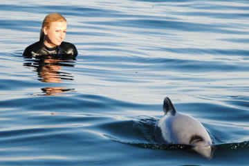 Akaroa Shore Excursion: Swim with Dolphins in Akaroa Harbour