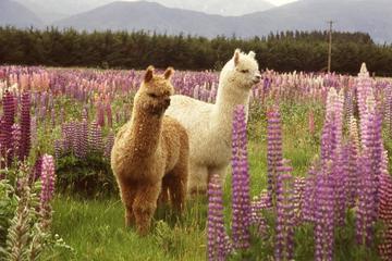 Alpaca Farm Tour from Fairlie