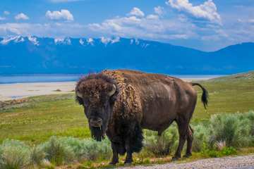 Antelope Island Safari Tour from Salt Lake City Antelope Island Safari Tour from Salt Lake City