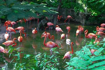 Ardastra Gardens, Zoo & Conservation Centre Admission Ticket