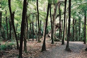 Auckland Shore Excursion: Small-Group Coast and Rainforest Tour