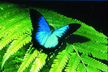 Australian Butterfly Sanctuary