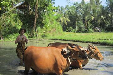 Bali Countryside Tour Including Sangeh Monkey Forest