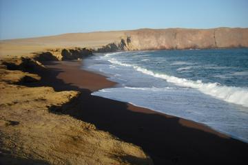Ballestas Islands and Paracas National Reserve Day Trip from Paracas