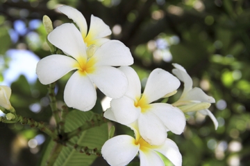 Barbados Half-Day Island Highlights Tour