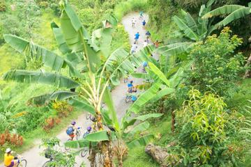 Bicycle Tour of Jamaica's Blue Mountains from Falmouth