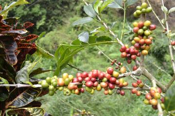 Bicycle Tour of Jamaica's Blue Mountains from Runaway Bay