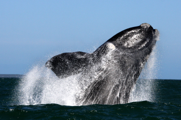 Boat Based Whale Watching from Gansbaai