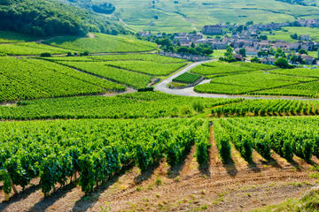 Burgundy Day Trip from Paris