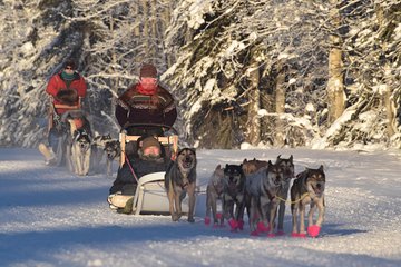 Dog Sledding and Mushing Experience in North Pole