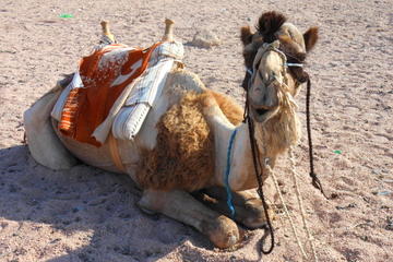 Camel Safari with Optional Bedouin Dinner
