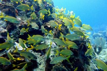 Catalina Island Snorkel Excursion from Punta Cana