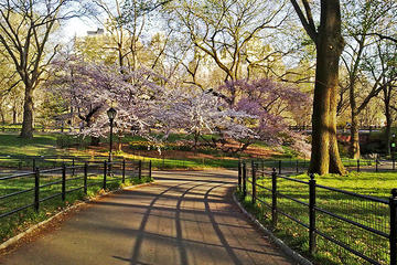 Central Park Bike Rental