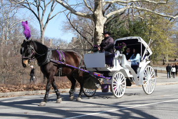Central Park Horse and Carriage Ride with Professional Photographer