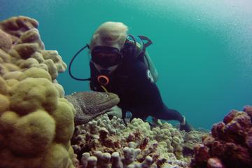 Certified Diving Tour: Waikiki South Shore Shallow Boat Dive