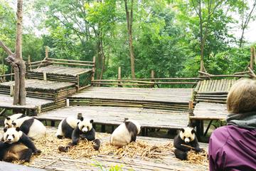 Chengdu Highlights Small-Group Day Tour of the Panda Research Base and the Leshan Giant Buddha