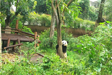 Chengdu Private Panda Trip with Afternoon Private Custom Tour