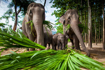 Chiang Mai Adventure: Elephant Camp, Zipline, Whitewater Rafting and Long-Neck Hill Tribe