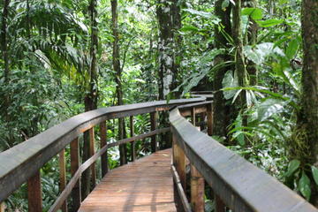 Cinco Ceibas Rainforest Reserve Bird Watching Tour from San Jose
