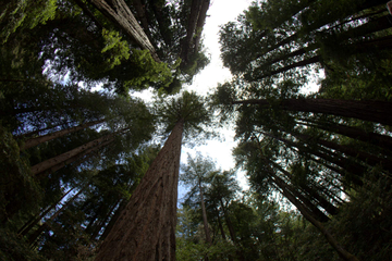 Combo Tour: Muir Woods and Wine Country