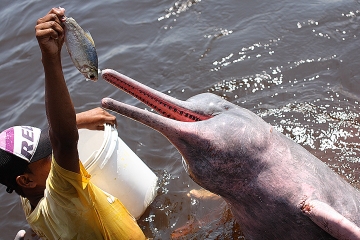 Combo Tour: Swim with Dolphins, Visit an Indian Village and Meeting of the Waters