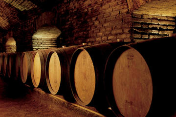 Concha y Toro Winery Half-Day Tour