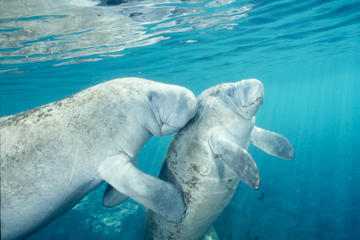 Crystal River Manatee Swim from Orlando