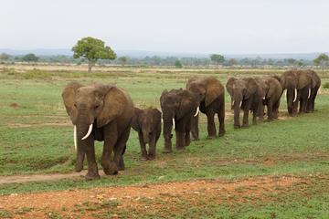Day Trip in Mikumi National Park