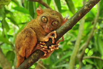Day Trip to Bohol from Cebu with Chocolate Hills and Loboc River Cruise