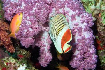 Day Trip to the Three Pools and Moray Garden in Dahab