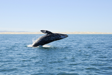 Deep-Sea Fishing or Whale-Watching Full-Day Excursion from Bilbao
