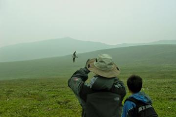 Denali Helicopter Tour and Nature Hike