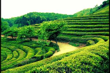 Discover Korea: 4-Day Western Korea Tour Including Seoul and Gwangju