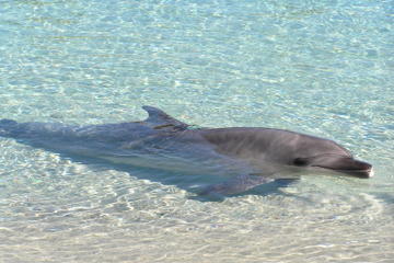 Dolphin Cove Experience in Negril