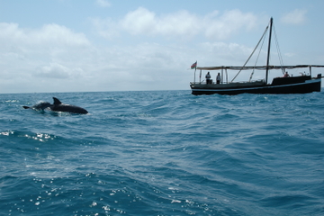 Dolphin Seafari to Kisite Marine Park Diani Beach