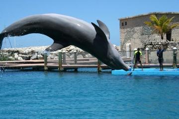 Dolphin, Shark and Stingray Encounter Combo in Puerto Plata