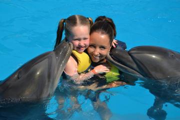 Dolphin Swimming in Sharm el Sheikh