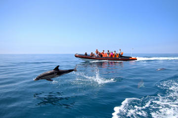 Dolphin Watching and Cave Tour from Vilamoura
