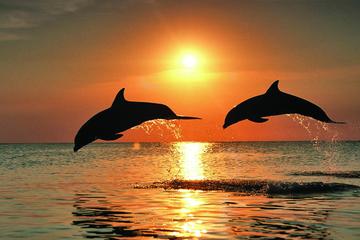 Dolphin Watching Cruise