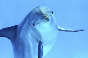 Dolphin, Whale and Seabird Cruise in Madeira