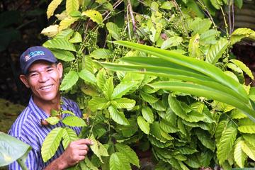 Dominican Republic Cultural Tour with Coconut Factory Visit